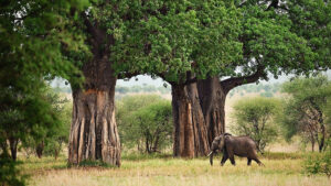 tarangire-national-park-banner